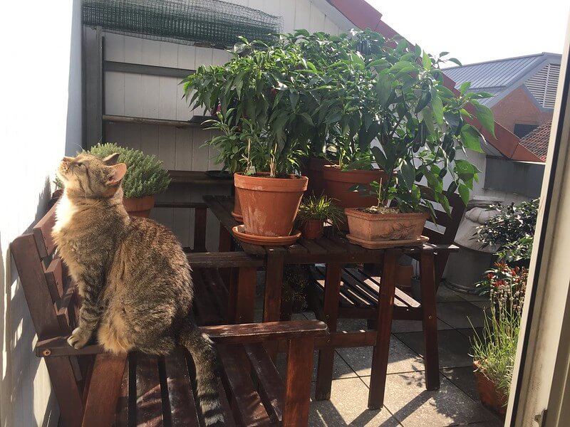 In der Chili Plantage mit vielen Töpfen auf dem Balkon sitzt eine Katze.