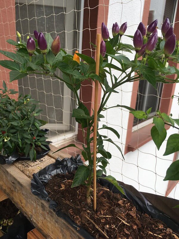 In einem hölzernen Balkonkasten gedeiht eine Chili Pflanze NuMex Twilight mit zahlreichen violetten Schoten.