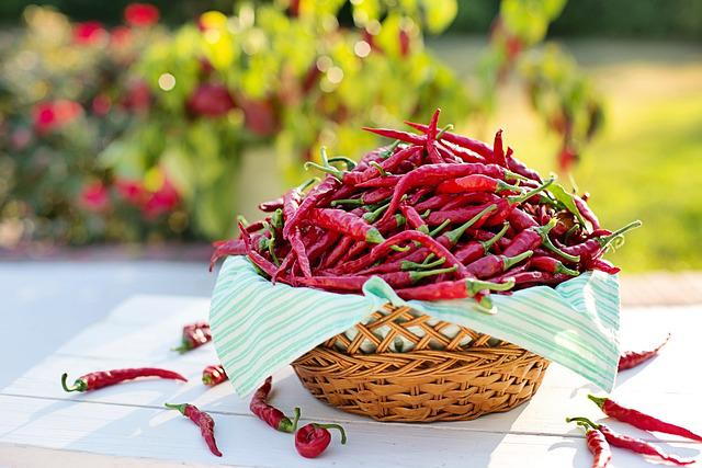 Feuerrote Chilischoten Cheyenne Red in einem Korb