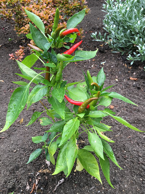 Zwei Chili Pflanzen mit roten Schoten stehen im Beet im Garten