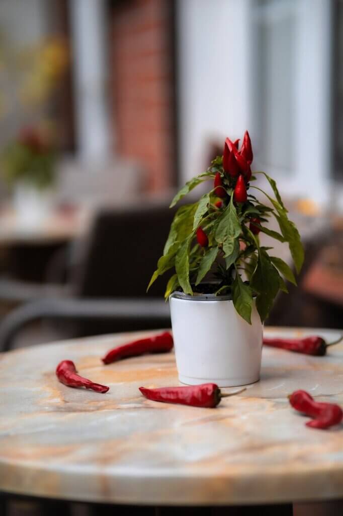 Auf einem Tisch steht ein weißer Topf mit einer Chilipflanze, die rote Schoten trägt. Auf dem Tisch liegen einige rote Schoten verteilt.