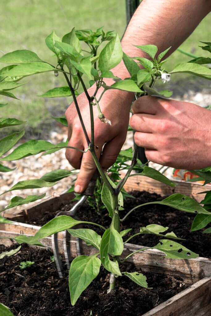 Zwei Männerhände pflanzen eine junge Chili Pflanze. In einer Hand hält der Mann eine Beetgabel und lockert damit die Erde Auf.