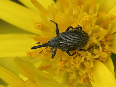 Anthonomus rubi sitzt auf einer gelben Blüte