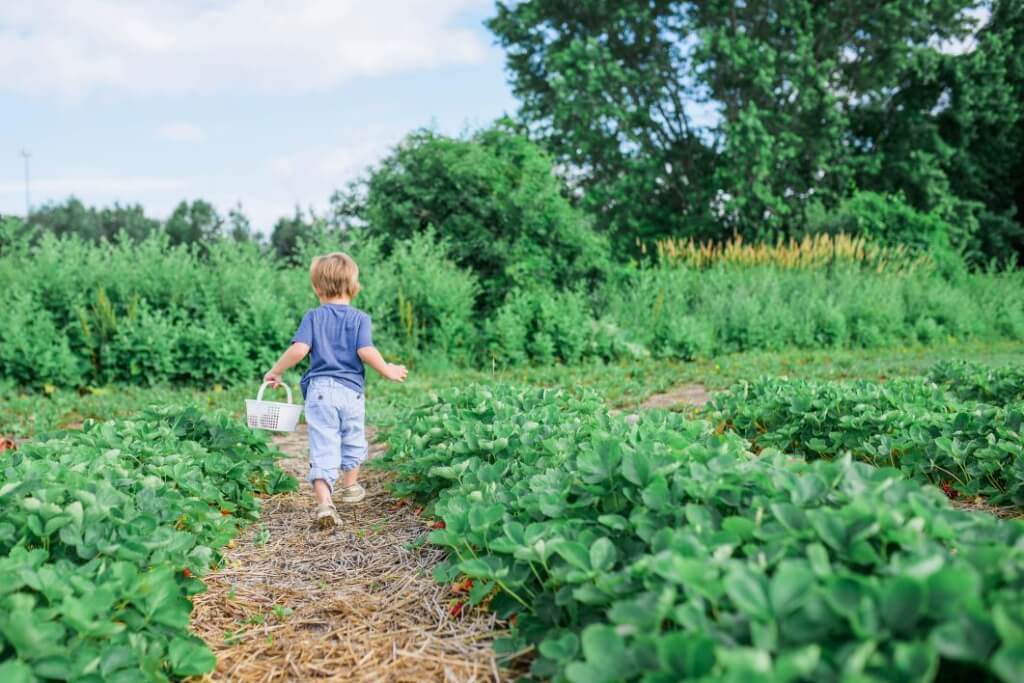 Ein kleiner Junge läuft zwischen zwei Reihen mit Erdbeerpflanzen über den Strohmulch und hält ein Körbchen in seiner Hand.