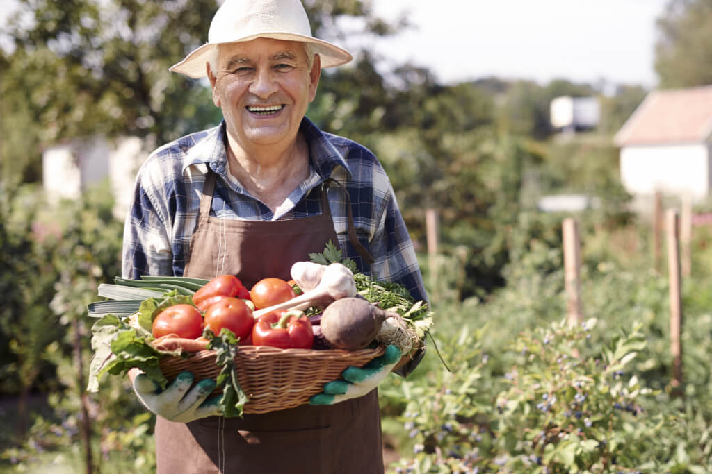 Erfolgreiche Hobbygärtner kennen den richtigen Pflanzabstand von Tomaten im Gewächshaus, Freiland und Kübel