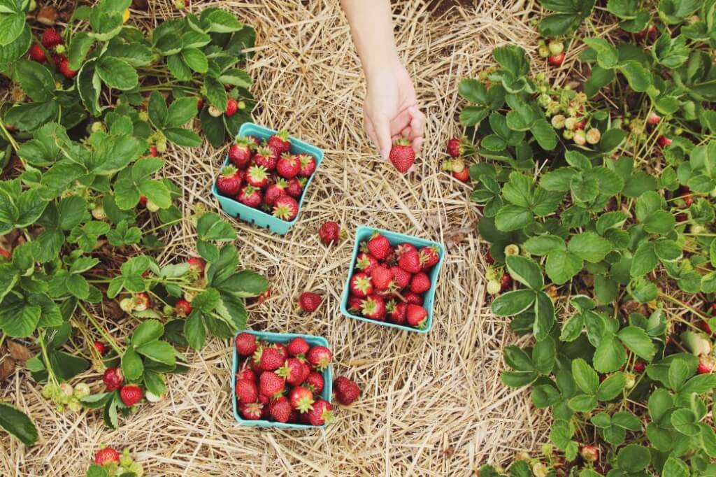 Man schaut von oben auf ein Erdbeerbeet mit Erdbeerpflanzen, Strohmulch, drei Schalen mit Erdbeeren und einer Hand, die eine Erdbeere hält.