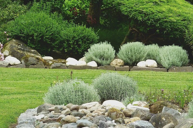 In einem Steingarten gedeihen neben dem Rasen mehrere Büsche mit Heiligenkraut zwischen großen Steinen. Im Hintergrund stehen grüne Büsche.