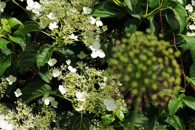 Kletterhortensie Nahaufnahme der Blüten