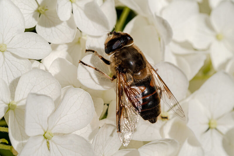 Eine Biene sitzt auf den weißen Schaublüten einer Schneeball-Hortensie.