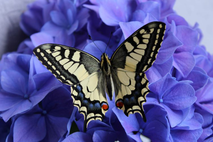 Schwalbenschwanz Schmetterling auf Blüte einer Ballhortensie