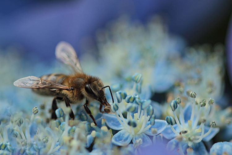 Eine Biene sitzt auf den Blüten einer Tellerhortensie