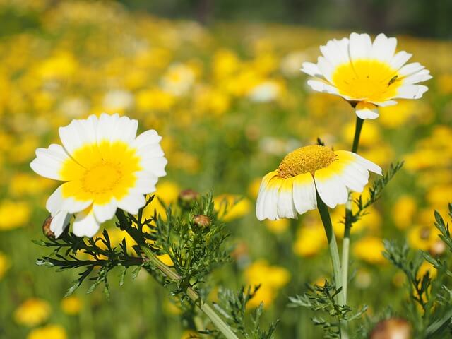 3 Blüten einer kronenwucherblume