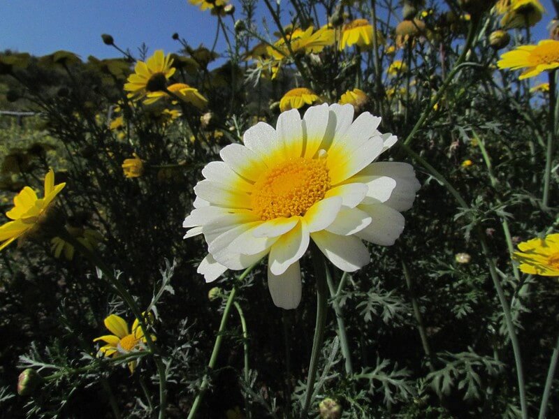 Blick auf eine Einzelblüte der Kronenwucherblume mit gelb-weißen Zungenblüten. Im Hintergrund sind gelbe Kronenwucherblumen zu erkennen.