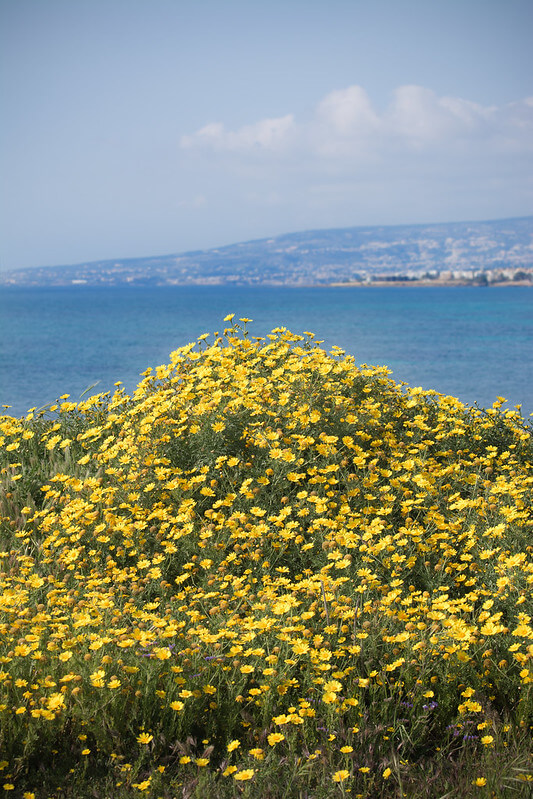 Im Vordergrund ist eine Wiese im Kronenwucherblumen zu sehen. Im Hintergrund das Mittelmeer mit einem Küstenstreifen.