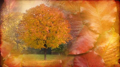 Im Herbst trägt der Kugelahorn sein schönstes Kleid