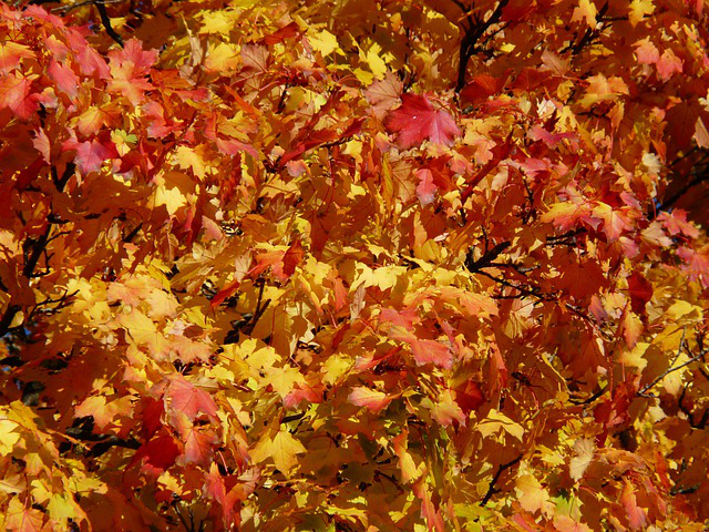 Herbstfärbung am Acer platanoides globosum