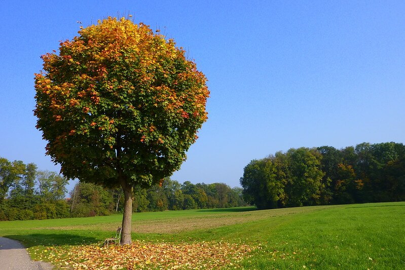 Blick auf einen großen Kugelahorn, dessen runde Krone sich im oberen Teil herbstlich verfärbt. Weit im Hintergrund sind Bäume zu erkennen, die keine Herbstfärbung haben.