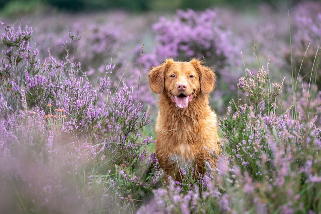 Hund sitzt hechelnd im Lavendelfeld