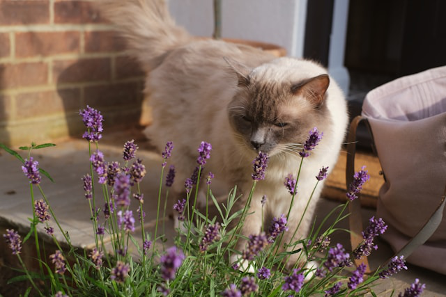 Katze schnuppert an lavendel