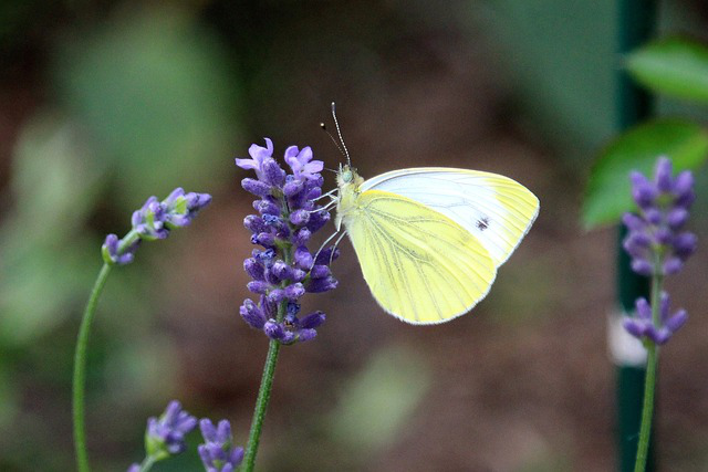 Kohlweißling Schmetterling auf Lavendel