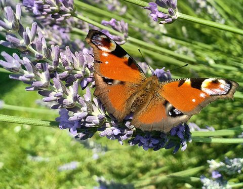 Pfauenauge Schmetterling auf Lavendel