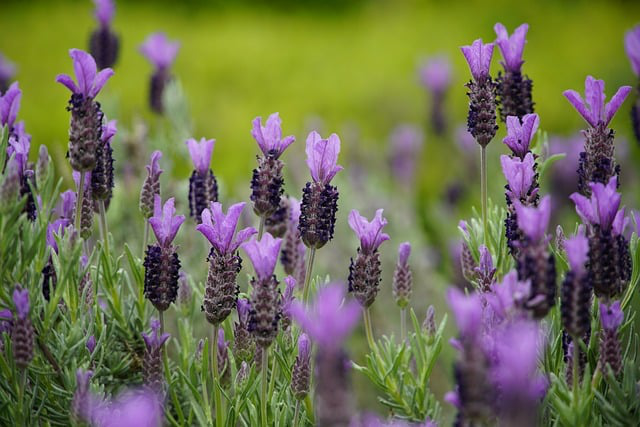 Schopf Lavendel Blüten