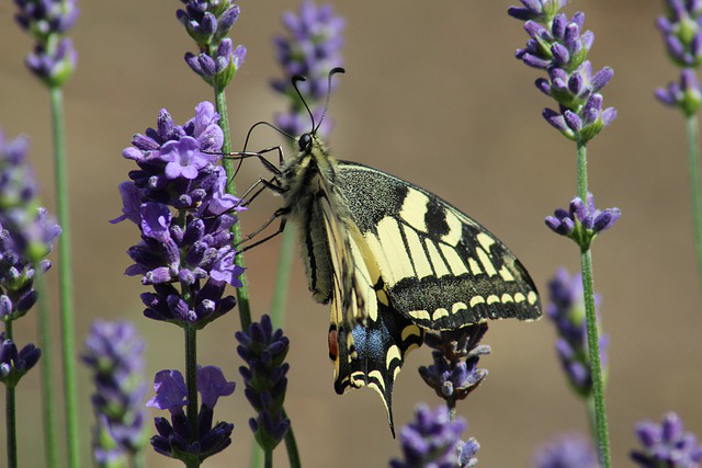 Schwalbenschwanz Schmetterling auf Lavendel