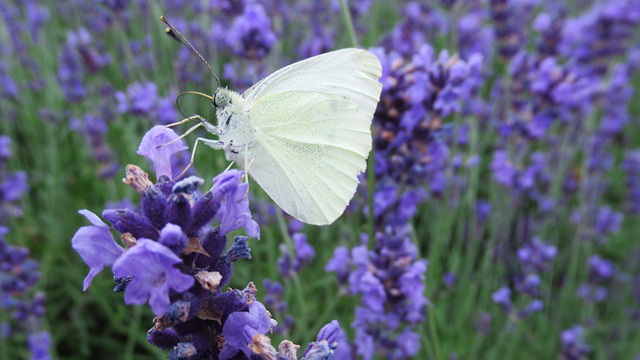 Schmetterling auf Lavendelblüten