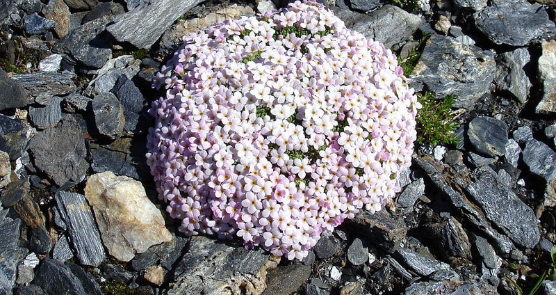In einem Beet mit Steinschotter gedeiht eine weiß blühende Alpen-Mannsschild-Pflanze.