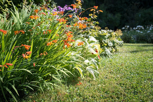 Im Garten am Rasen entlang gedeihen zahlreiche Montbretien mit orange-roten Blüten.