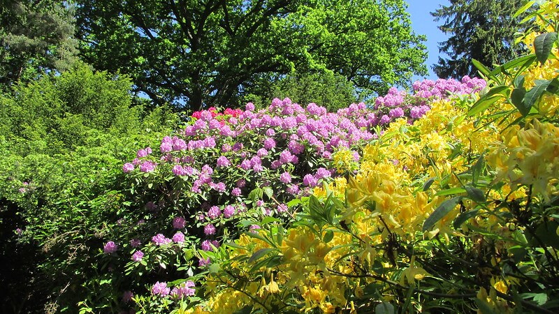 In einem dicht bewachsenen Garten mit Sträuchern und hohen Bäumen im Hintergrund gedeiht die Rhododendron Sorte Catawbiense Grandiflorum.