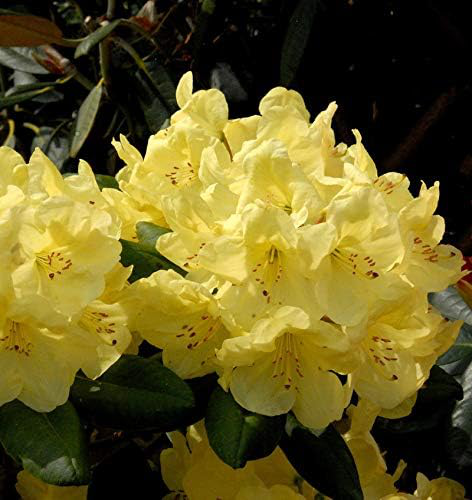 Blick auf die goldgelben Blüten von Rhododendron Goldinetta