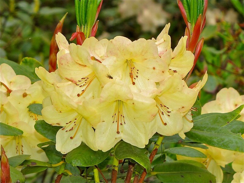 Blick auf einige Blüten der Rhododendron-Sorte Goldinetta