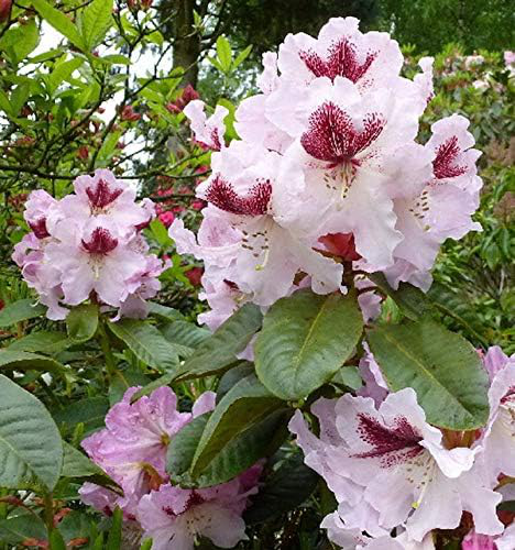 Nahaufnahme der Blüten von Rhododendron Herbstfreude