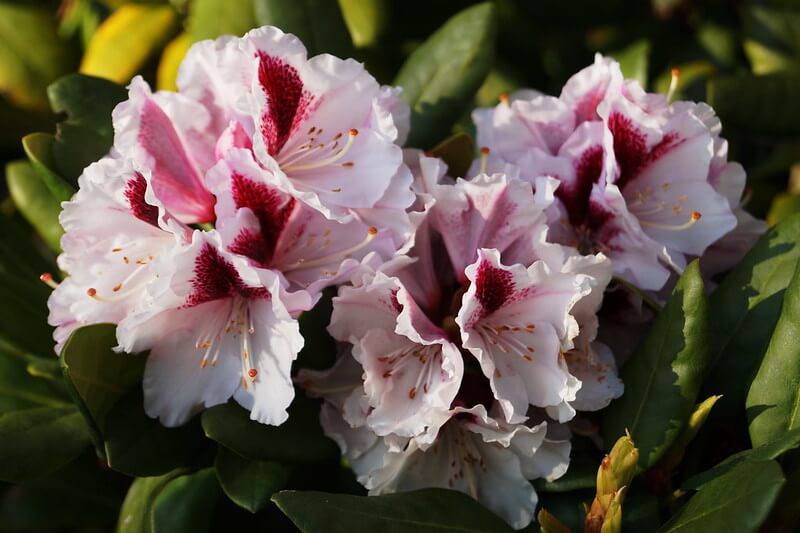 Blick auf drei Blüten der Rhododendron Sorte Herbstfreude.