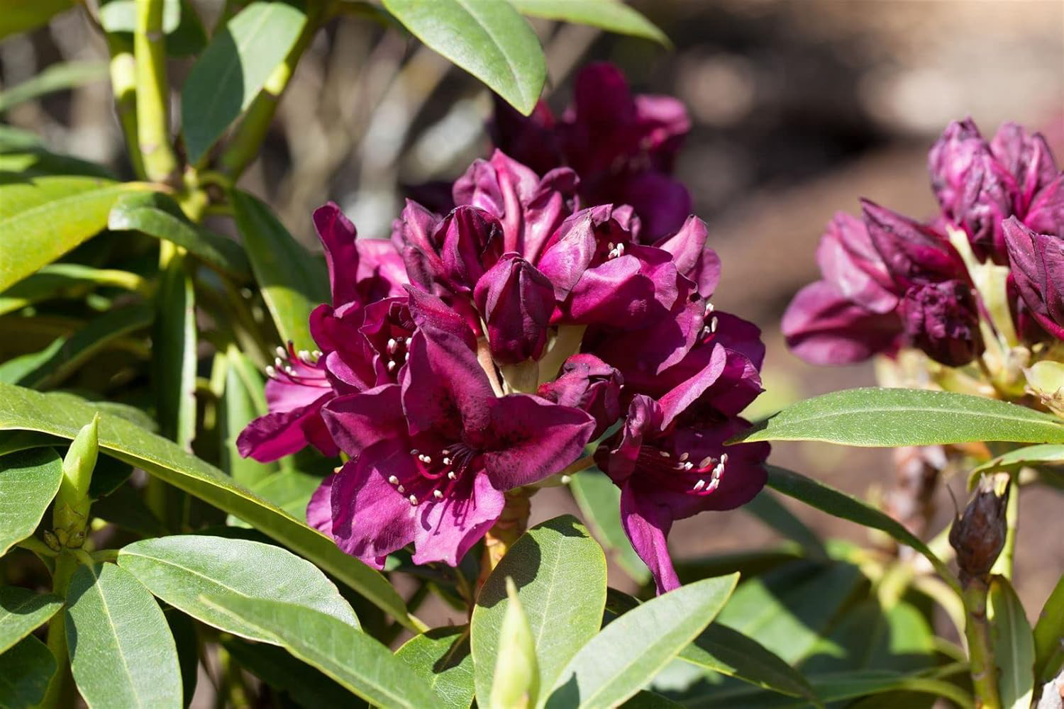 Eine große Blüte von Rhododendron Polarnacht