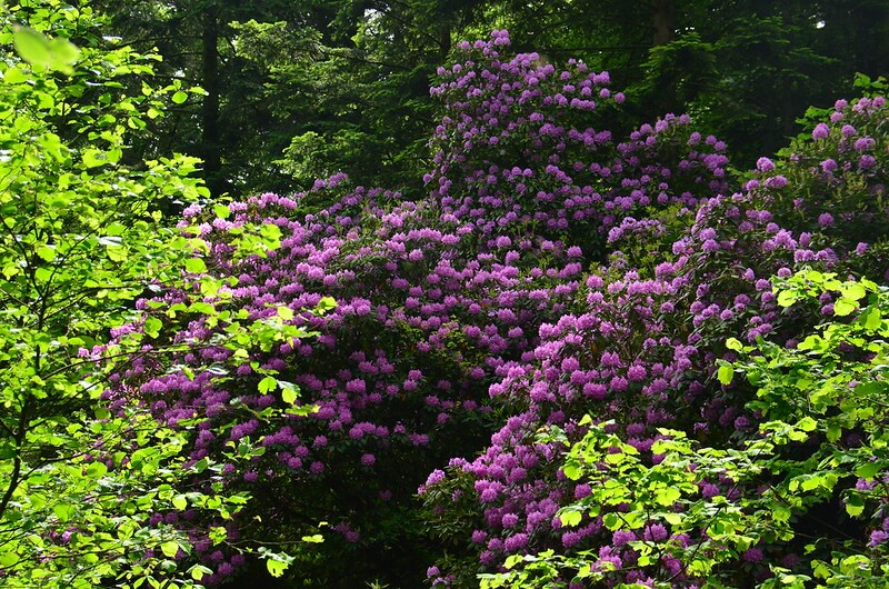 In einem Park gedeihen meterhohe, riesige Rhododendren mit violetten Blüten.