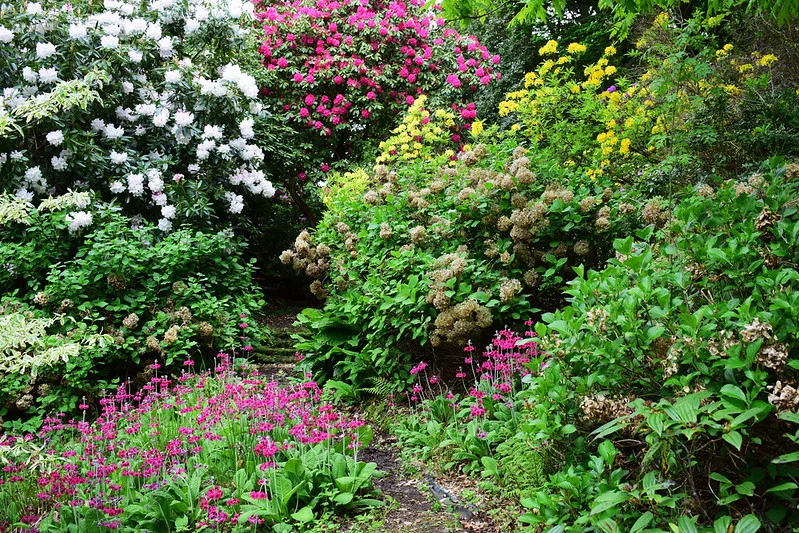 Im Garten von Manor House in England gedeihen Rhododendren und Hortensien zusammen