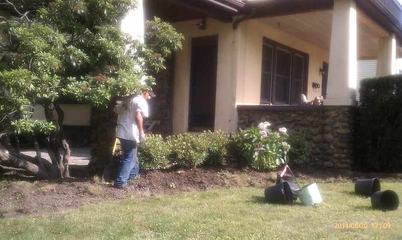 Vor einem Haus pflanzt ein Mann mit Jeans und T-Shirt junge Rhododendron- und Hortensiensträucher.
