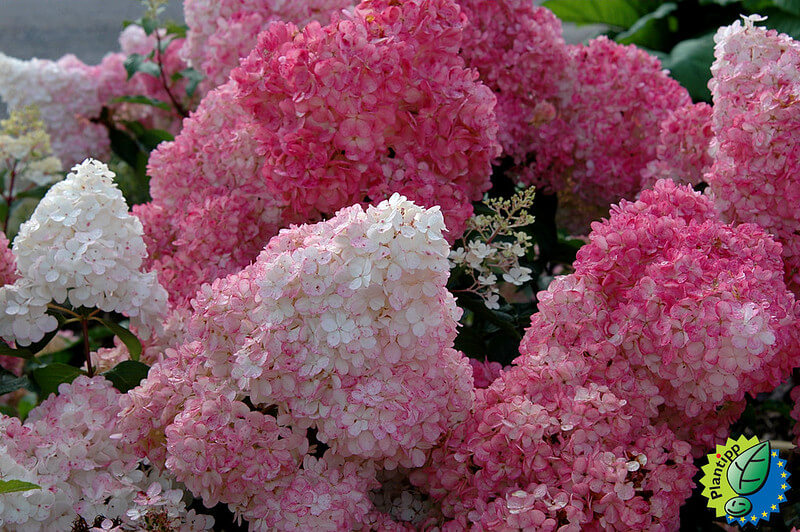 Blick auf mehrere große weiß-rosa Blüten einer Rispenhortiensie Vanille Fraise.