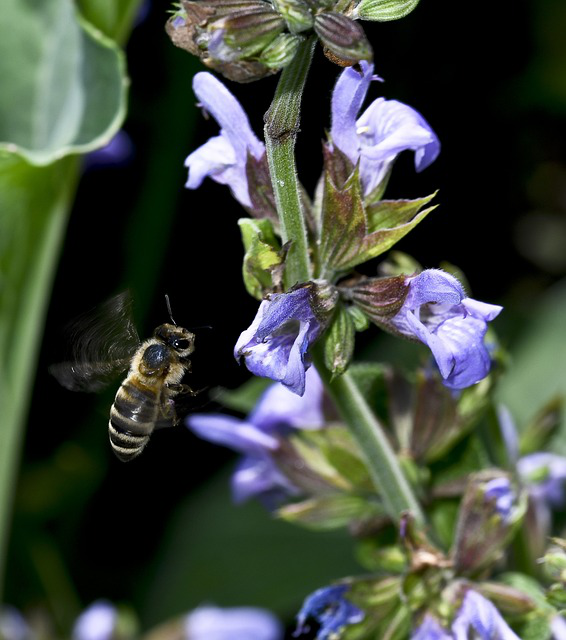 eine biene fliegt auf salbei blüten zu