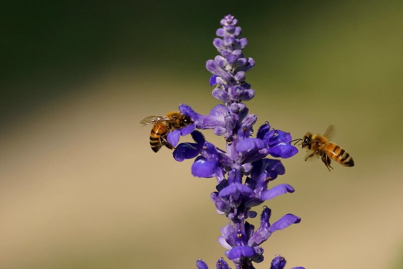 Zwei Bienen fliegen auf die Blüten einer Salbeipflanze. Eine ist noch im Anflug, die andere sitzt schon auf einer Blüte.
