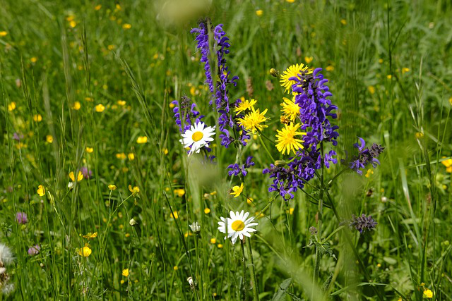 In einen sonnigen Blumenwiese gedeiht blühender Salbei neben Pippau und Kamille.