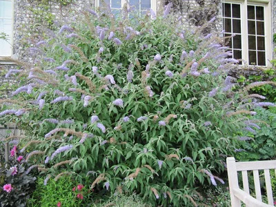 Großer, blühender und blickdichter Buddleja davidii vor Haus