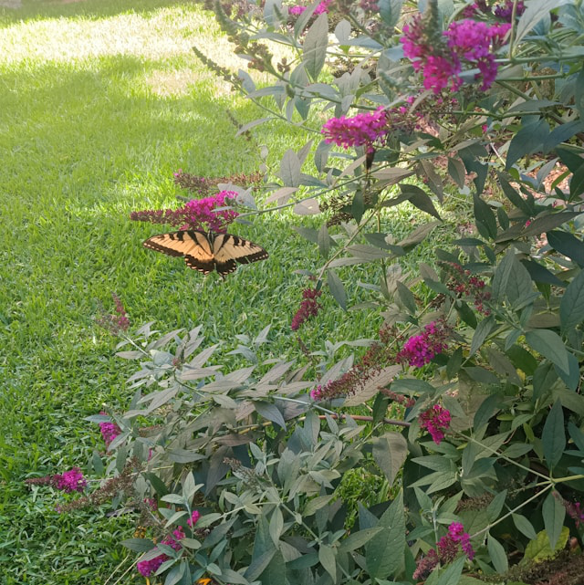 Blühender Schmetterlingsflieder im Garten mit einem Schwalbenschwanz Schmetterling auf den Blütenrispen