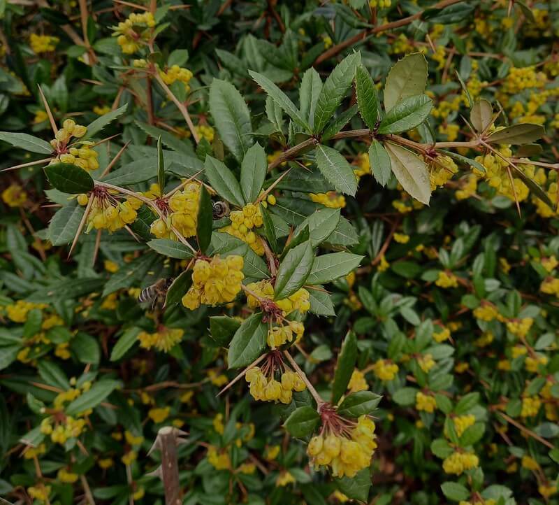Nahaufnahme einiger Triebe der Großblättrigen Berberitze mit immergrünen Blättern und gelben Blüten, die von Bienen angeflogen werden.