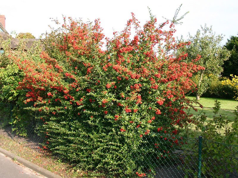 An einem grünen Maschendrahtzaun gedeiht ein Feuerdorn Red Column mit roten Beeren und überragt den Zaun um ein Vielfaches.