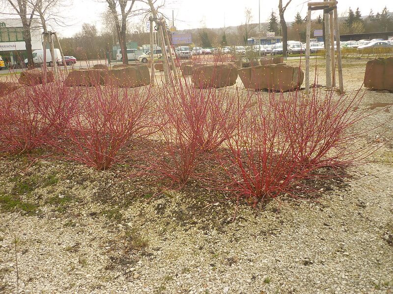 Auf einem großen Gelände gedeihen mindestens 10 Cornus alba sibirica ohne Blätter und mit leuchtend roten Trieben.