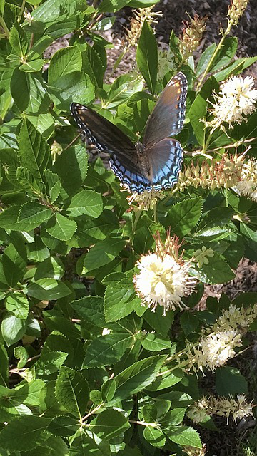 Silberkernzenstrauch mit großem Schmetterling