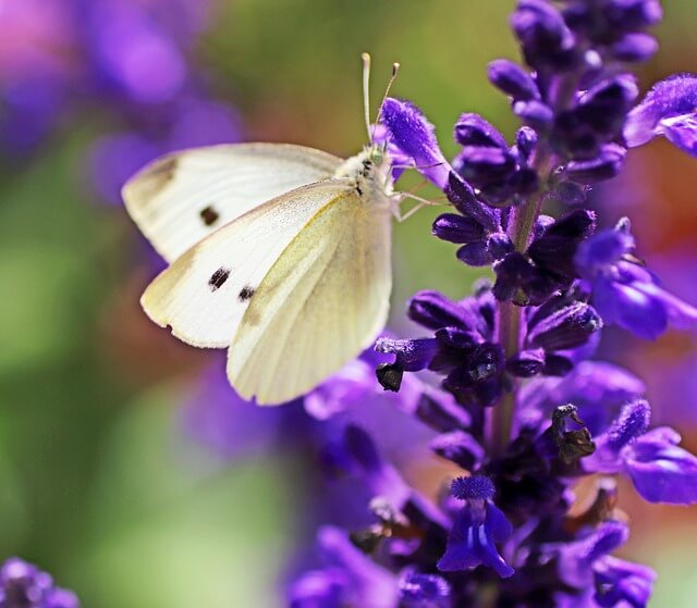 Ein weißer Schmetterling sitzt auf der Blütenkerze einer Salbeipflanze.